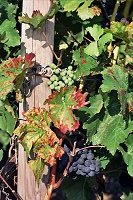 Reben in den Kostheimer Weinbergen